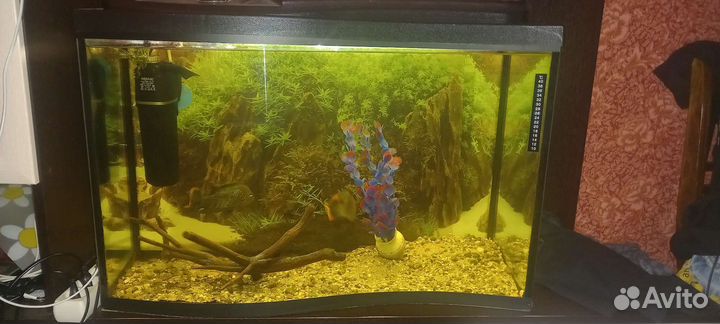 Аквариумные рыбки