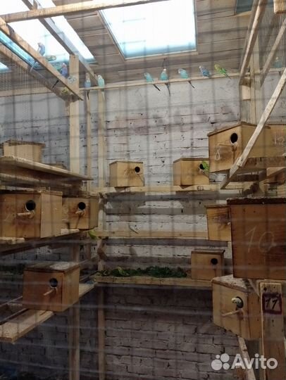 Волнистые попугаи