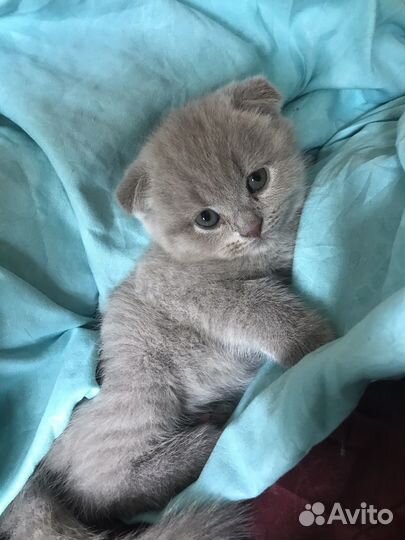 Британский вислоухий котенок