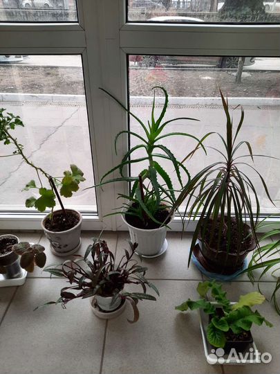 Комнатные цветы