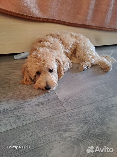 Щенок девочка 8 мес