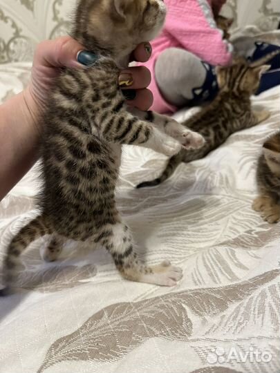 Бенгальская