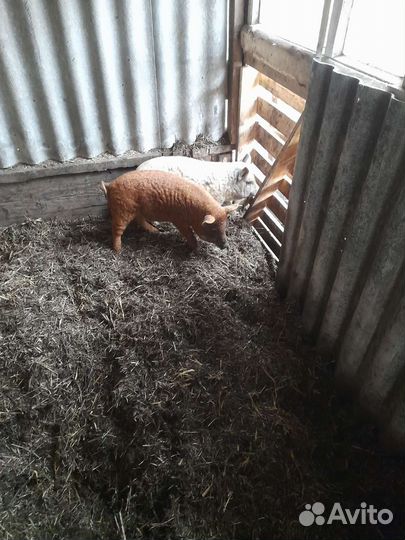 Венгерская мангалица