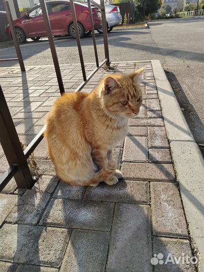 Молодой котик