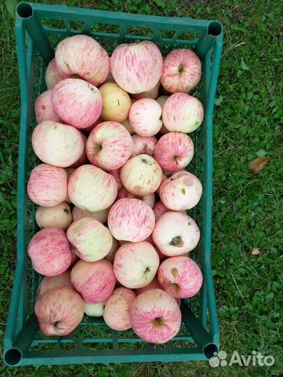 Яблоки садовые