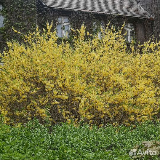 Зимостойкая туя. Хвойные деревья. Туя Корник