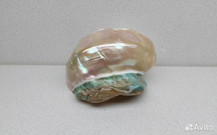 Марморатус 15,3*13,9 морская ракушка раковина