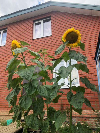 Коттедж 90 м² на участке 7,4 сот.