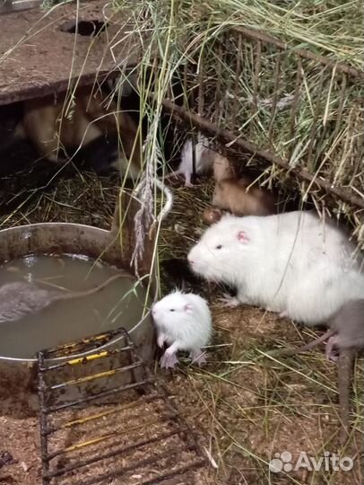 Продам нутрий