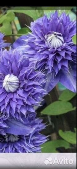 Клематис на весну 2024 2х и 3х летние