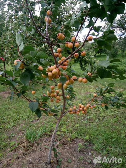 Саженцы абрикоса четырёхлетние