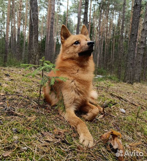 Вязка карело финская лайка