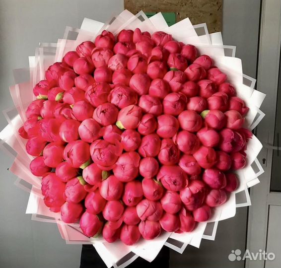 Лионы Корал Сансет не могут не поднять настроение