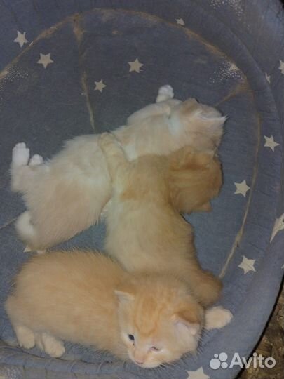 Котята в добрые руки 1 месяц