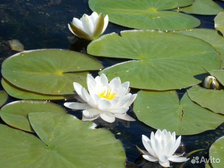 Водные прогулки на парусной яхте