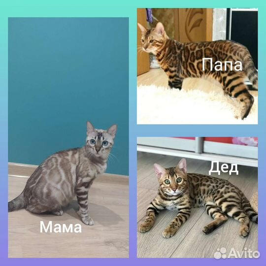 Бенгальские котята