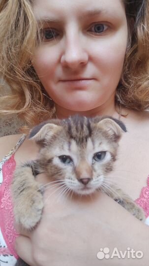 Кошечка вислоухая