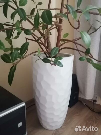 Фикус Мелани каучуконосный