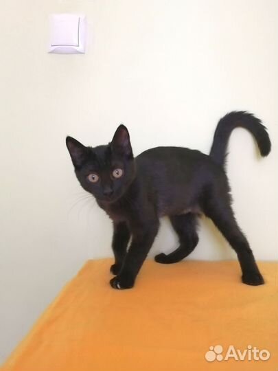 Котенок девочка