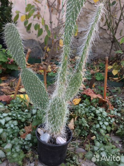 Цветы домашние в горшках