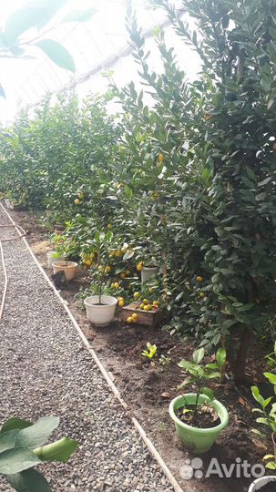 Лимон мейера