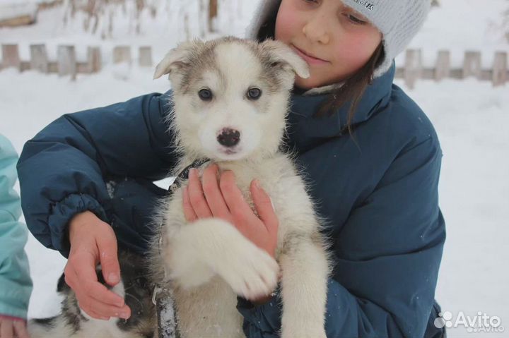 Щенок мальчик,4.5 мес