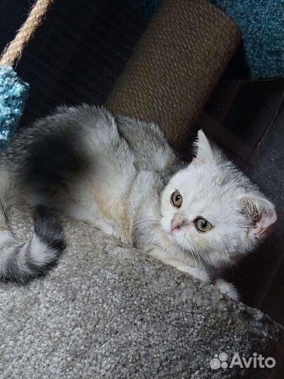 Шотландские вислоухие котята