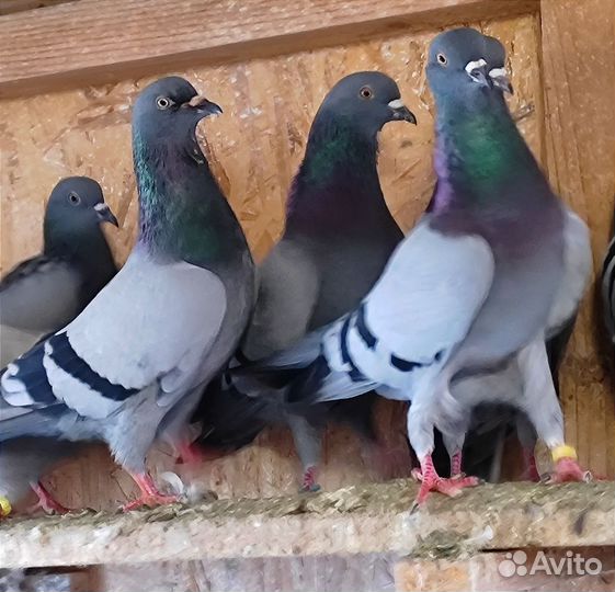Голуби