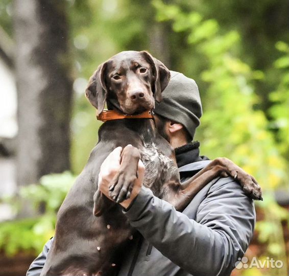 В добрые руки девочка Курцхара, 10 месяцев, в дар
