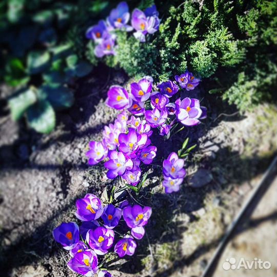 Саженцы многолетников из своего сада