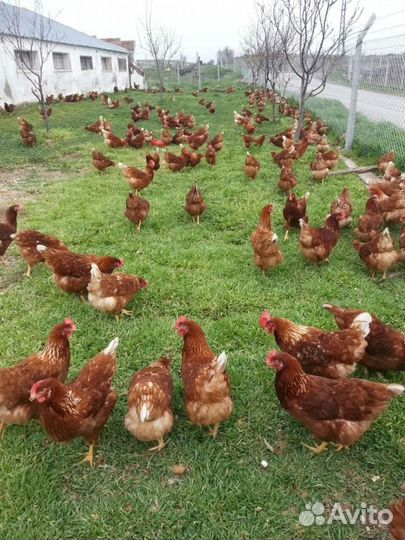 Куры несушки, ломан браун, хайсекс