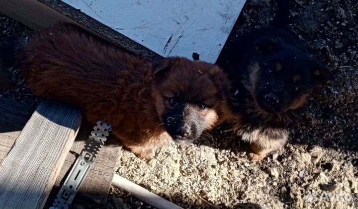 Немецкая овчарка