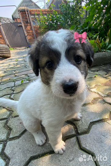 Пёсик Лёлик в добрые ручки