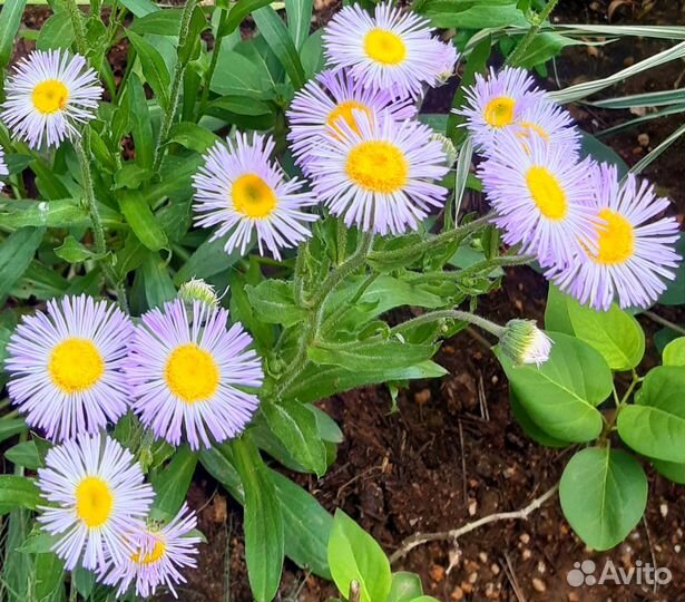 Ромашка многолетняя (отправлю почтой)