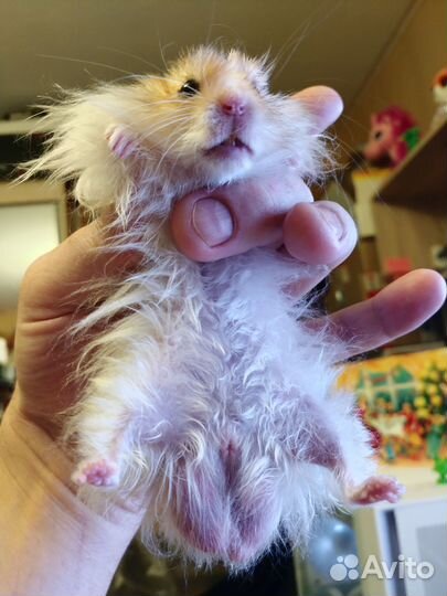 Хомяк вязка