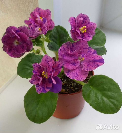 Сортовые фиалки