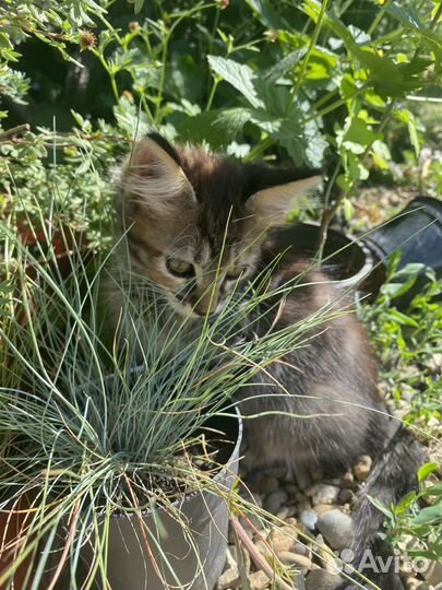 Котята мейн-кун