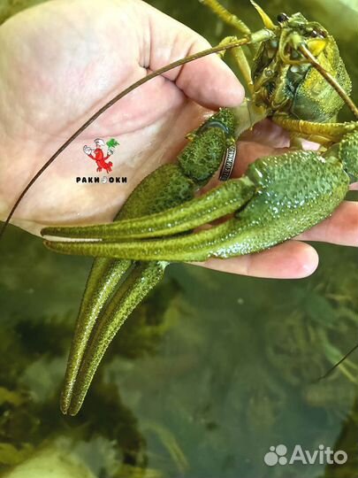 Вкусные раки варка по семейному рецепту