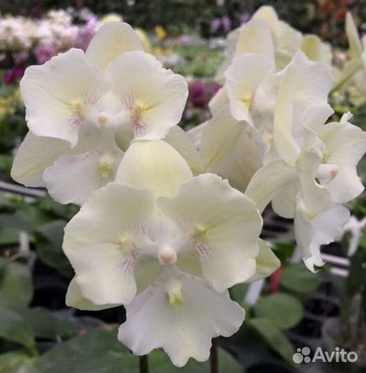 Орхидея фаленопсис бабочка биглип