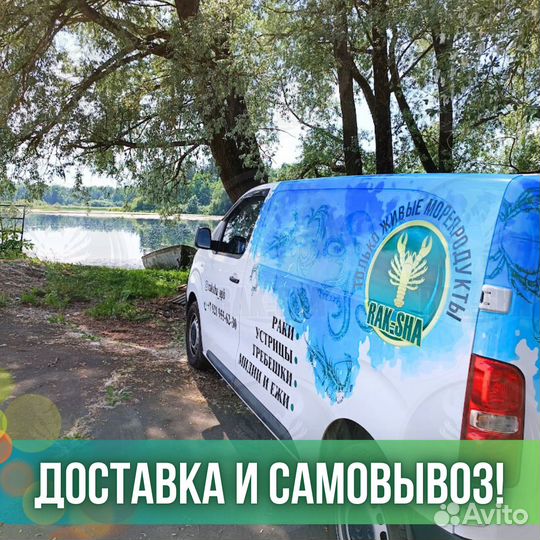 Свежемороженная рыба форель