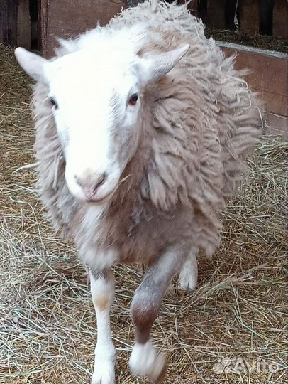 Овцы бараны