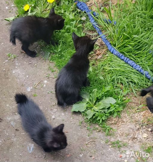 Бобтейл кошки, 1,5 мес