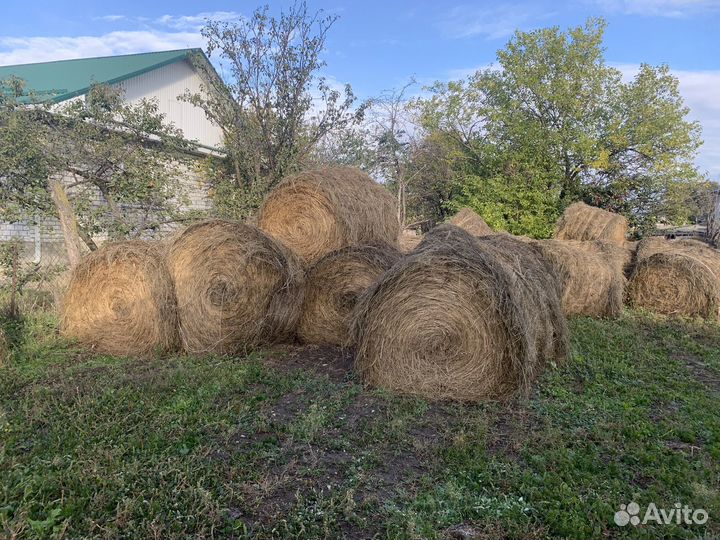 Сено в рулонах