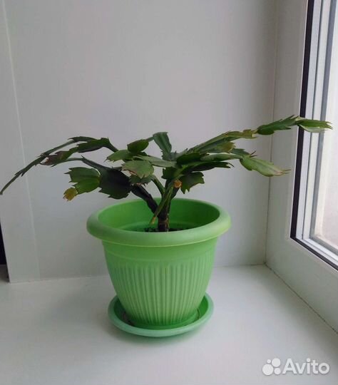 Декабрист жёлтый