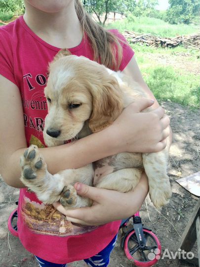 Щенки метисы Спаниеля в добрые руки