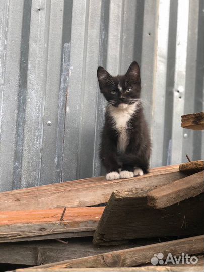 Кошки в добрые руки бесплатно