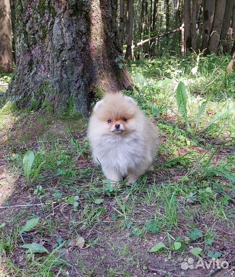 Померанский шпиц мини