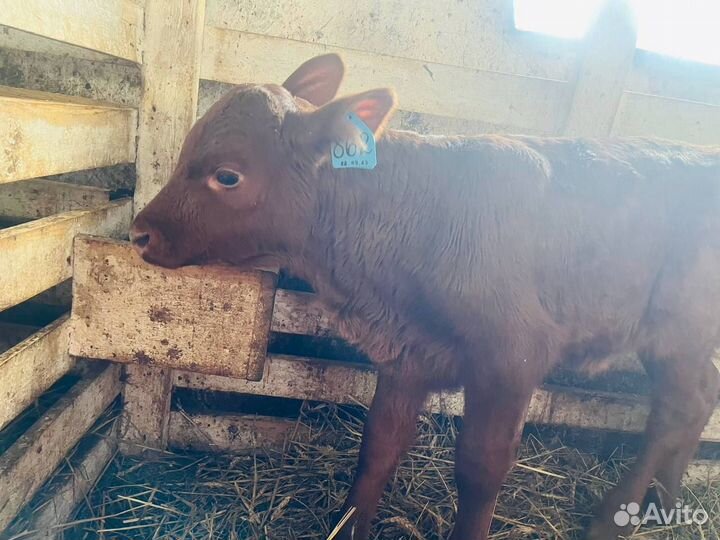 Бычки и телки с доставкой до двора