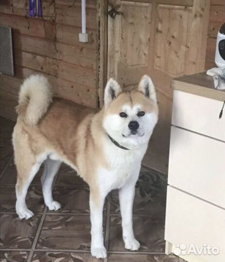 Передержка собак