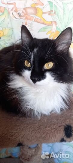 Бруталл котик